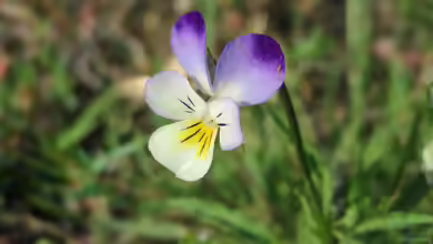 Viola arvensis im Garten pflanzen