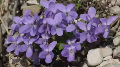 Viola hirta im Garten pflanzen