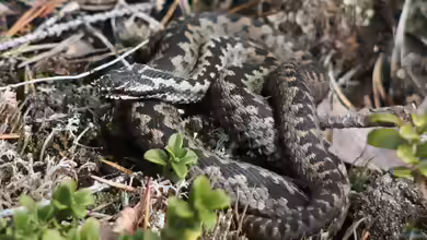 Vipera berus im Garten oder Terrarium halten