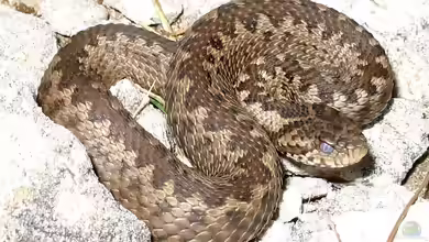 Vipera ursinii im Terrarium halten