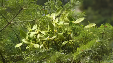 Viscum album subsp. abietis im Garten pflanzen