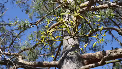 Viscum album subsp. austriacum im Garten pflanzen