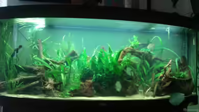 vision 450 von Marko Miedl