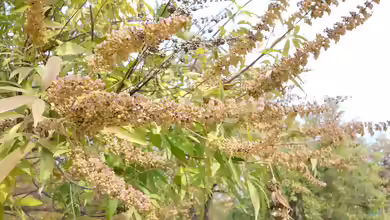 Vitex agnus-castus am Gartenteich