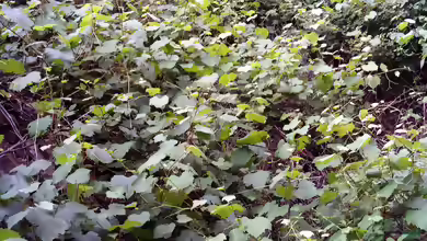 Vitis sylvestris im Garten pflanzen