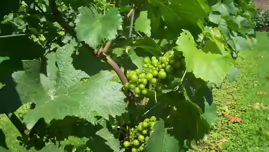 Vitis vinifera im Garten pflanzen