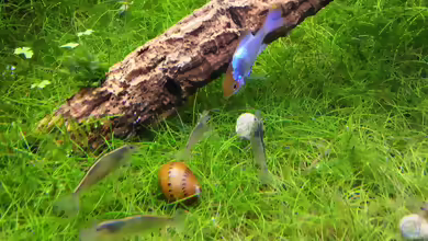 Vittina semiconica im Aquarium halten