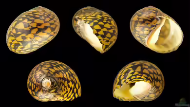 Vittina variegata im Aquarium halten
