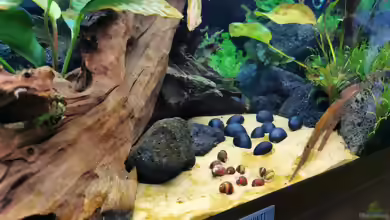 Vittina waigiensis im Aquarium halten