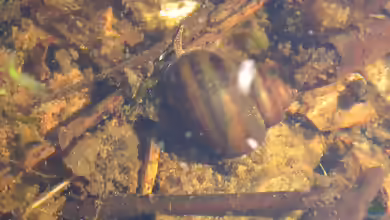 Viviparus viviparus im Aquarium oder Teich halten
