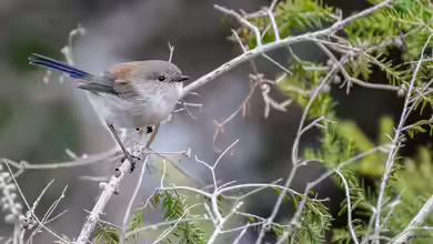 Vögeln im Garten Schutz und Nahrung bieten - Ein umfassender Leitfaden