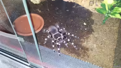 Vogelspinnen: Die häufigsten Haltungsfehler