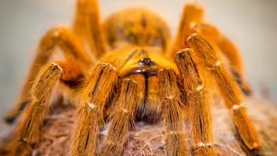 Vogelspinnen im Terrarium halten