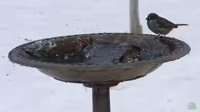 Vogeltränken neben dem Gartenteich - Eine Quelle der Freude für gefiederte Besucher