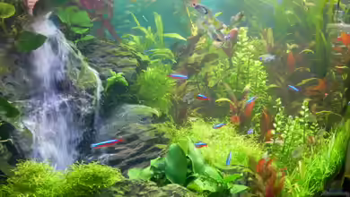 Voll im Trend: Ideen für deine Aquarium-Dekoration