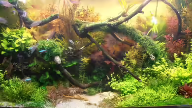 Vom Bucenwald zum "Yello Stone" von achim-cool