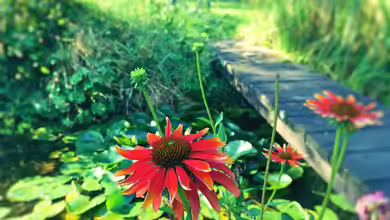Vom naturnahen Teich zum echten Naturteich