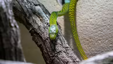 Von der Theke ins Terrarium: Unerwartete Upcycling-Möglichkeiten für Tierhalter