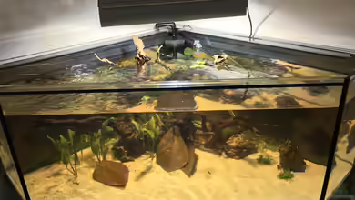 Vor- und Nachteile eines Eckaquariums