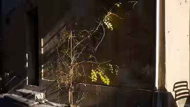 Wabi-Sabi - Die Schönheit des Unvollkommenen in Natur und Leben