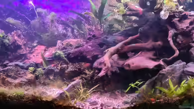 Wald Lichtung von Sven Schaefer