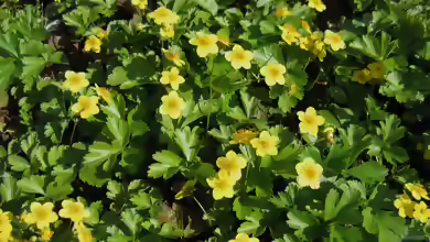 Waldsteinia ternata am Gartenteich pflanzen