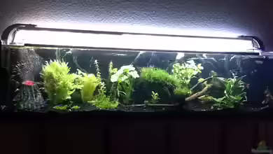 Wandaquarium Gesellschaftsbecken von Pebbel