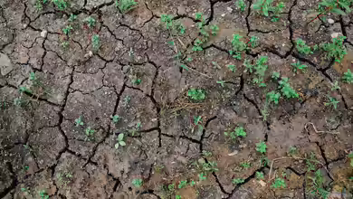 Warum der Boden trotz Regen trocken bleibt - Wenn Wasser nicht dort ankommt, wo Pflanzen es brauchen