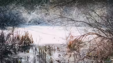 Warum der Gartenteich im Spätwinter unbedingt in Ruhe gelassen werden sollte