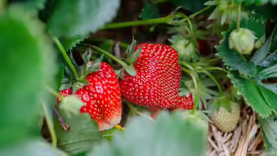 Warum die Erdbeere eine Nuss ist - und was das für deinen Garten bedeutet