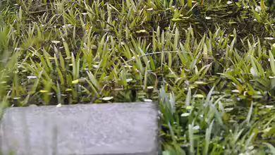 Warum die Krebsschere ein Gewinn für jeden Gartenteich ist