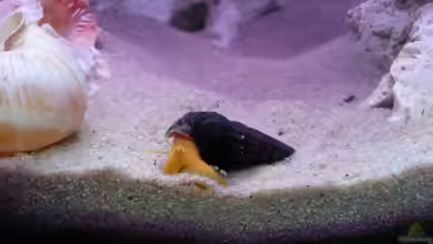 Warum graben sich Schnecken im Aquarium ein?