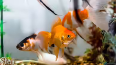 Warum ist ein Goldfischglas heutzutage absolut inakzeptabel?