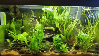 Warum ist in Österreich die Haltung von Zierfischen in Aquarien unter 54 Litern verboten?