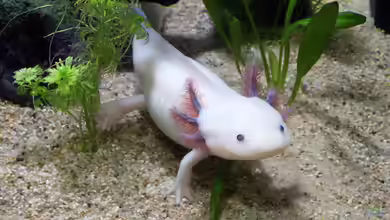 Warum sind Aaxolotl so süß?