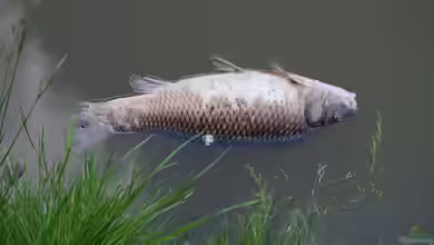 Warum sterben plötzlich meine Fische im Aquarium?