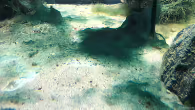 Warum stinkt das Aquariumwasser?