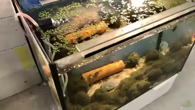 Was ist eigentlich ein gro??es Aquarium?