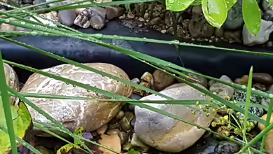 Was ist eine Kapillarsperre am Teich?
