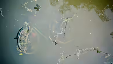Was ist Magnetfischen?