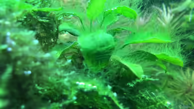 Was kann man tun gegen Algen im Gartenteich?