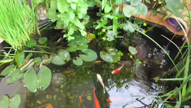 Was muss bei der Planung eines Gartenteichs unbedingt beachtet werden?