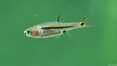 Was sind Nano-Fische und wie werden sie gehalten?