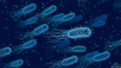 Was sind und bewirken Baktinetten im Aquarium?