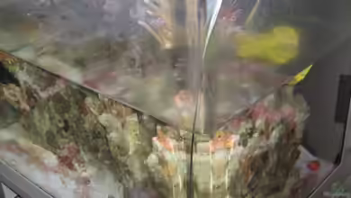 Was tun bei Wasserschäden durch ausgelaufene Aquarien?