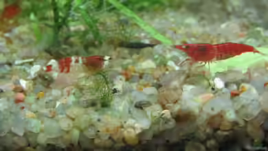 Was tun wenn die Neocaridina-Garnele krank ist?