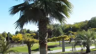 Washingtonia robusta im Garten pflanzen