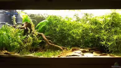 Wasserpflanzen für ein biotopgerechtes Amazonas-Aquarium