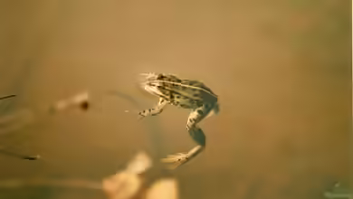 Wasserwechsel bei Gelege im Becken??? Wenn ja, wie viel? Was ist sonst noch zu beachten?