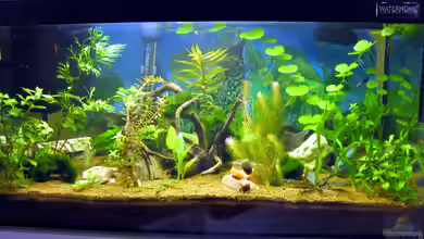 Water Home von Tudelui